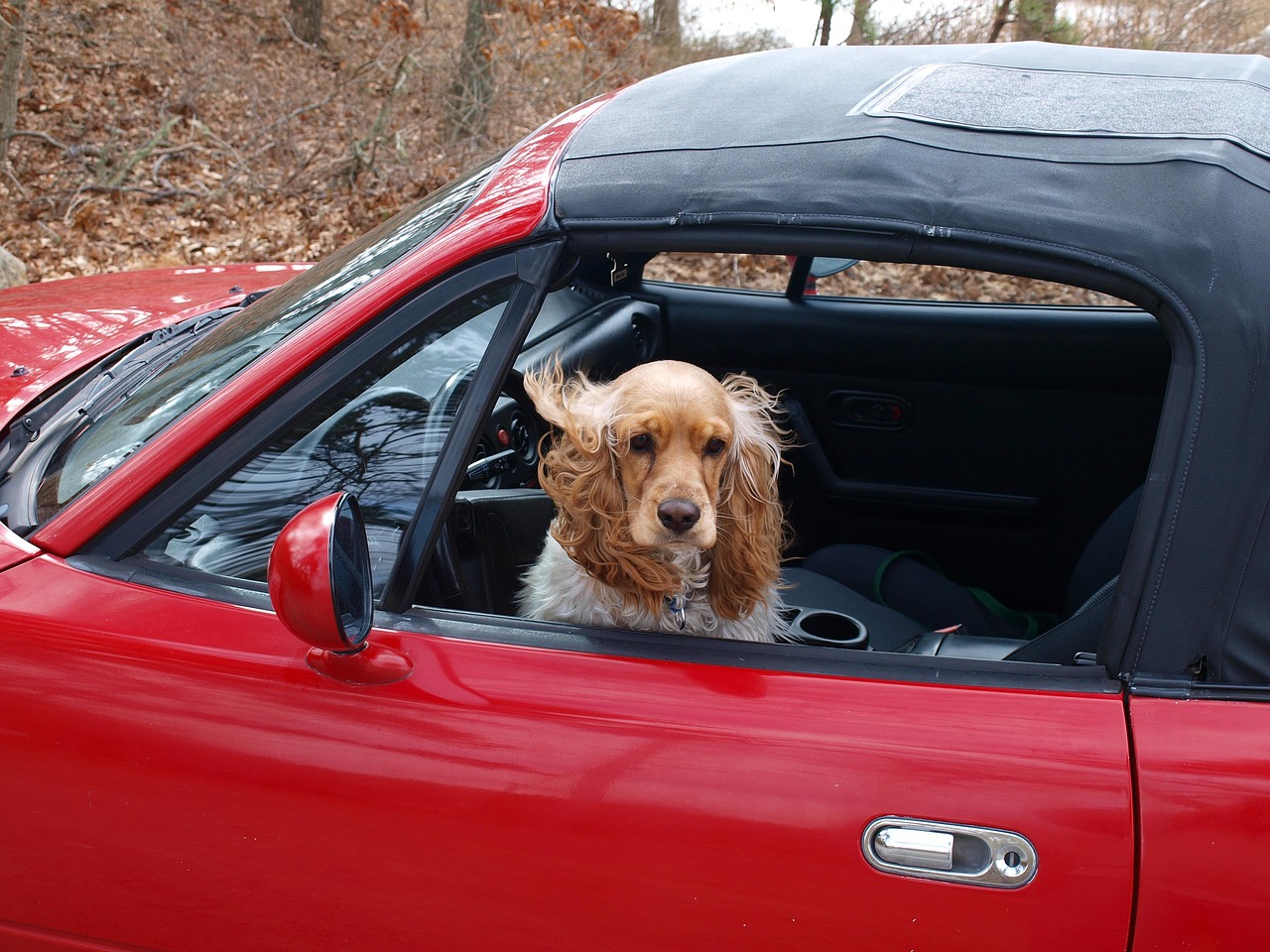 The Neighbor's Dog Has a Better Social Life Than I Do and I'm Considering Filing a Complaint